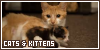 Cats and Kittens Fanlisting